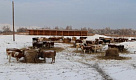 В Минсельхозпроде Тувы до окончания зимовки скота будет работать специальный штаб 